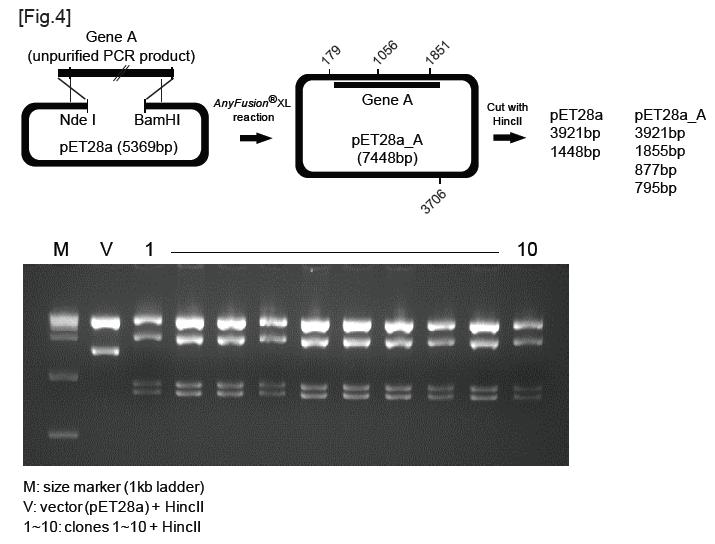 AnyFusionXL cloning result.jpg