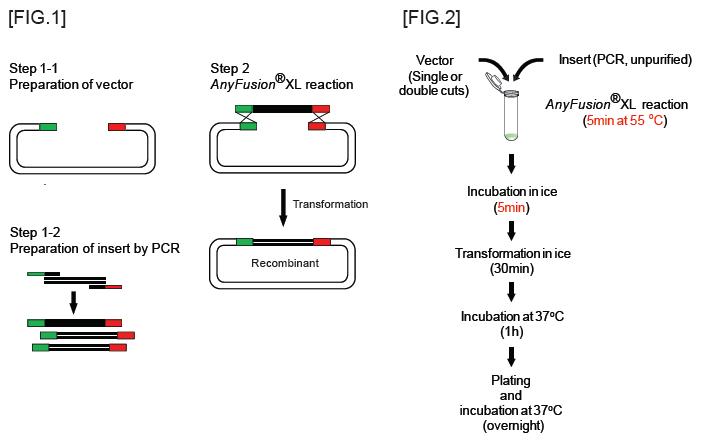 AnyfusionXL overview.jpg